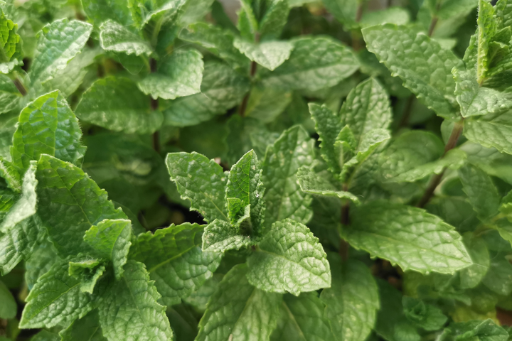 What do the Studies Say About Stevia?