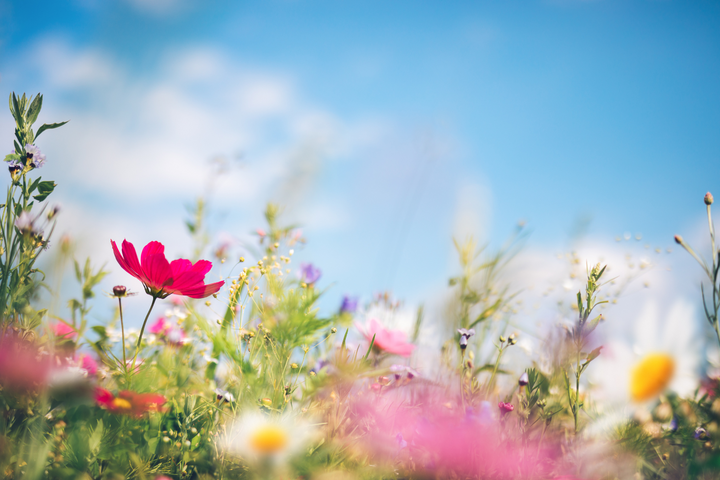 Natural Allergy Remedies to Try This Spring