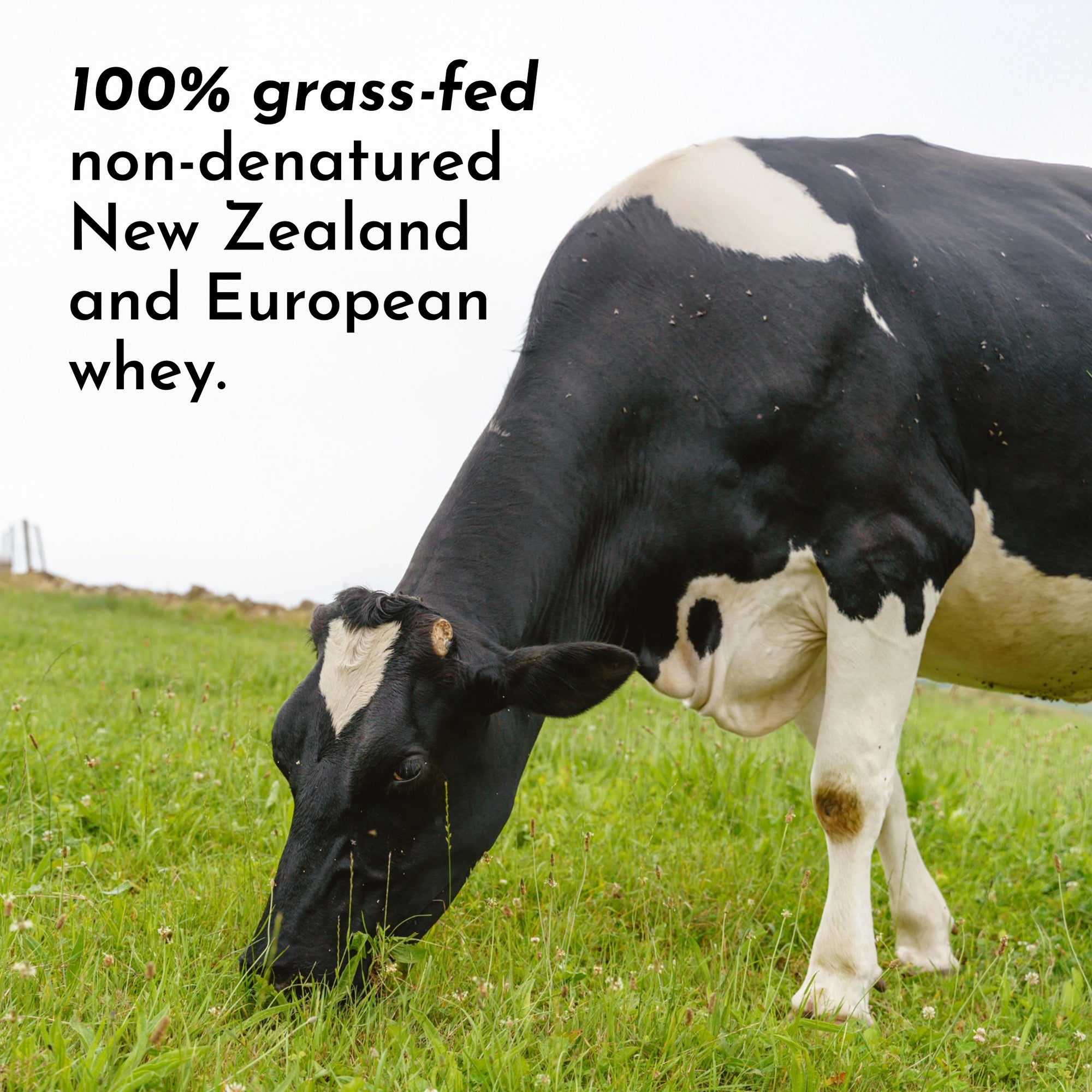 Roasted Peanut Butter Chocolate Protein Powder