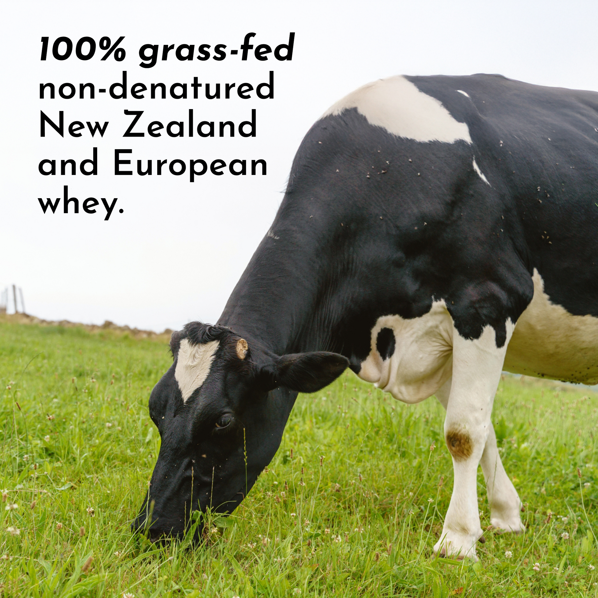 Just Plain Protein Powder