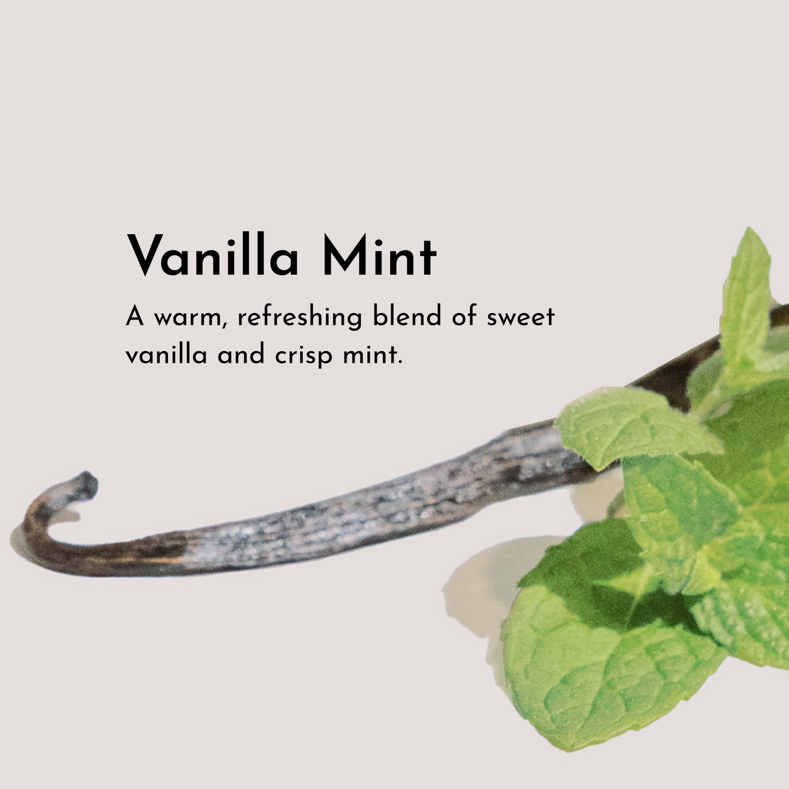 Vanilla Mint Body Lotion