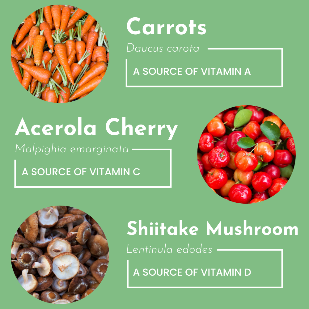 Multivitamin Supplement Just Ingredients